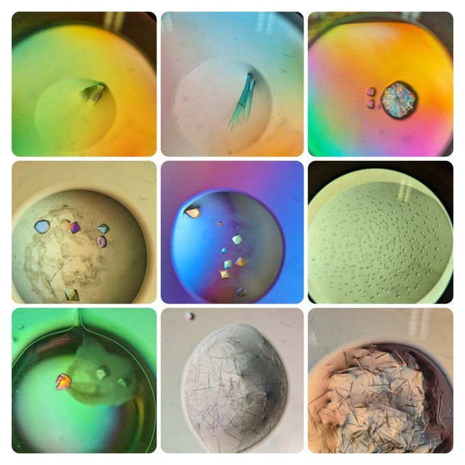 A grid of images of protein crystals under a microscope. They are mulicoloured, reflect the light in strange ways, pucker the surface of the drops they grow in. 