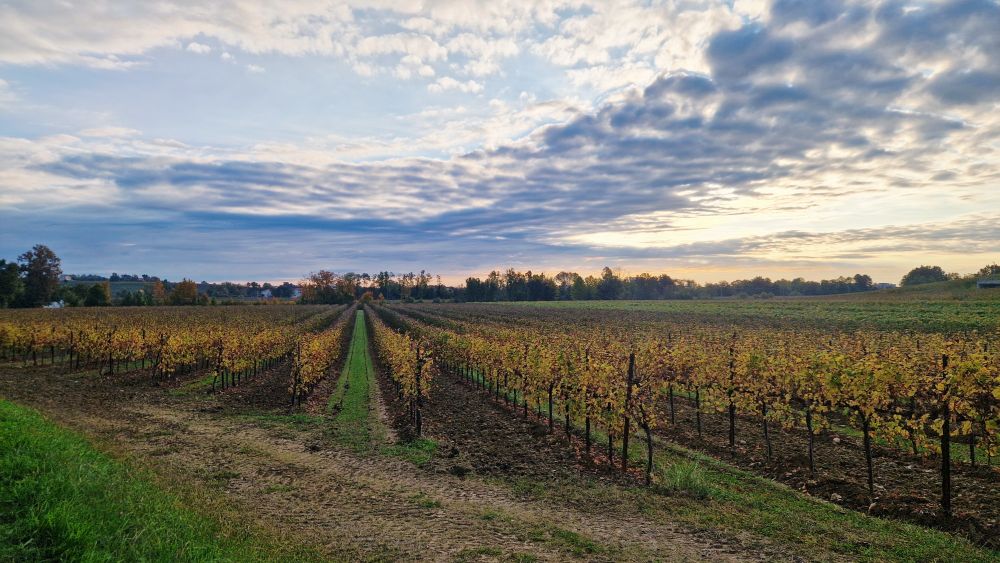 The hills of Conegliano