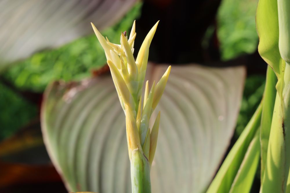 Canna 'Richard Wallace' budding