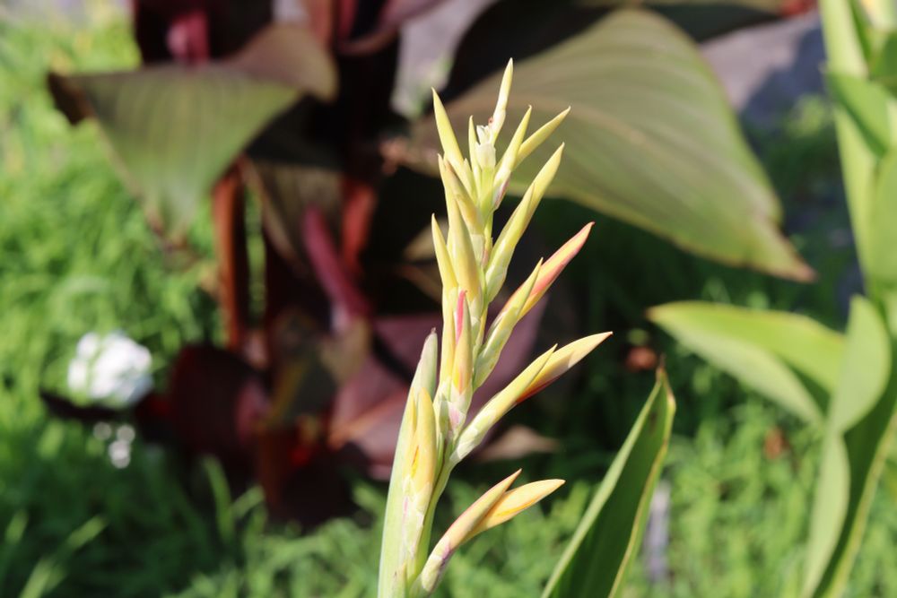 Canna 'Richard Wallace' budding