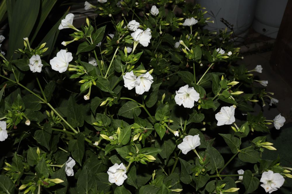 Closer view of white flowers.