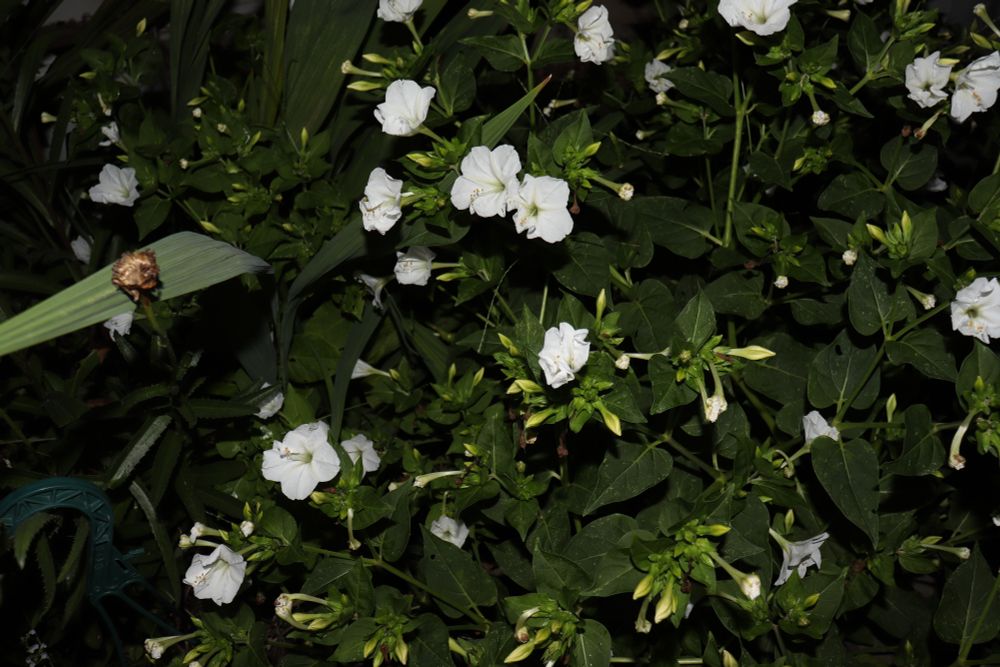 Closer view of white flowers.