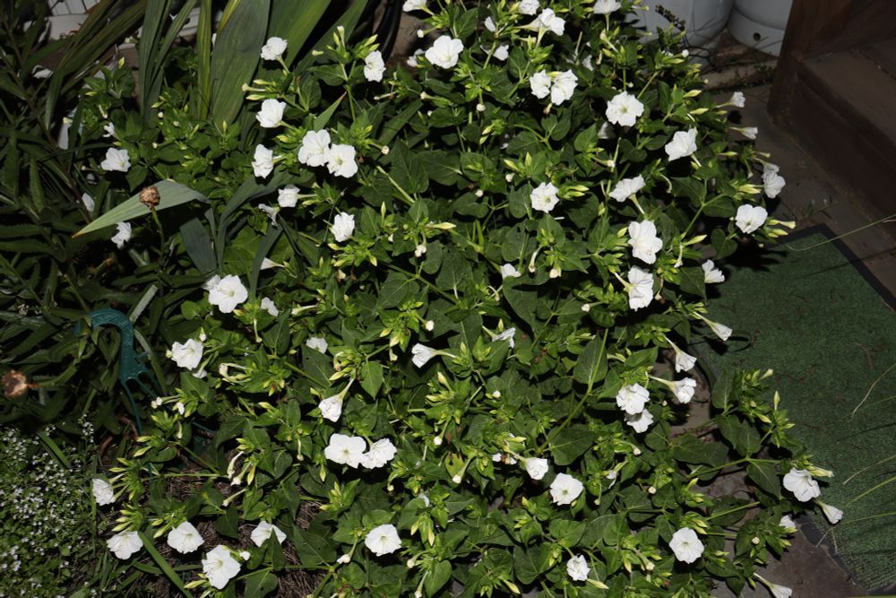 Picture of 'bush' of four o'clock at 22:00. White flowers. About half the flowers are open.

About a meter high and meter wide.

During the day all are closed.