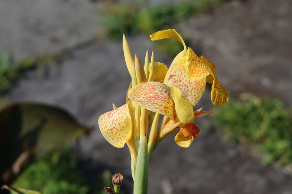 Canna 'Richard Wallace' in flower.