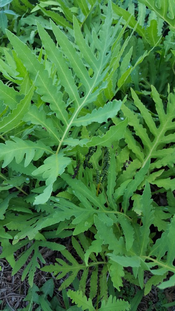 Once-cut sensitive fern, Onocela sensibilis. Technically sensitive fern is between once-cut and twice-cut, called pinnatifid. The green fertile fronds are at the center of picture. They will get larger, turn brown, and winter over letting out the spores in the next spring.