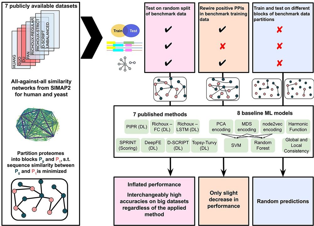 Overview figure summarizing the major analyses of the paper. In the setting employed by published methods, performances are strongly inflated regardless of model and dataset. When the positive training dataset is randomly rewired, there is only a slight decrease in performance. When the models are evaluated on unseen proteins that are unsimilar to the training proteins, performances become random.