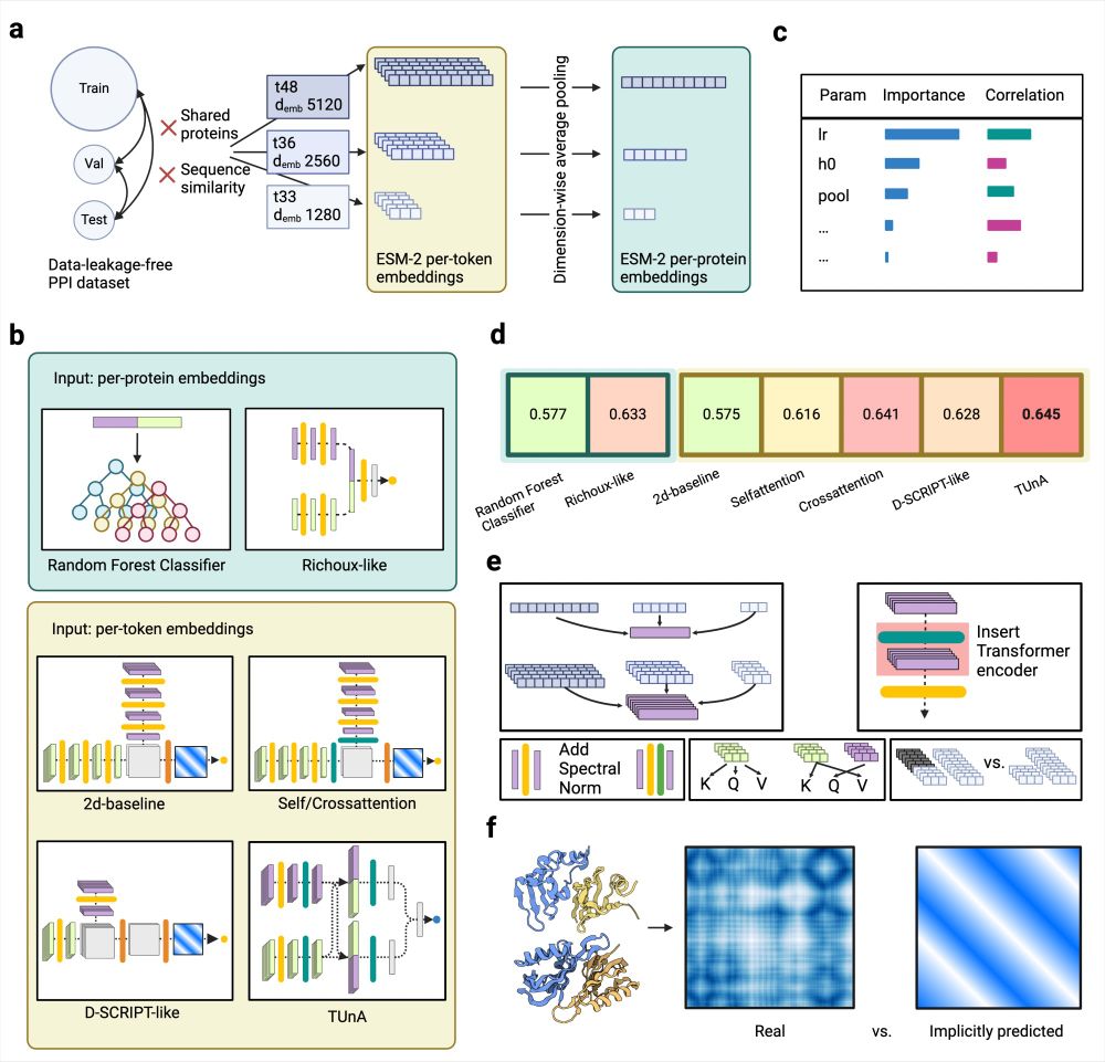 Graphical summary of the analyses done in the publication displayed on six panels a-f. (a) We computed ESM-2 embeddings of different sizes for the proteins of our data-leakage-free PPI dataset. The per-token embeddings have variable sizes depending on the protein length, while the per-protein embeddings have a fixed size by applying dimension-wise averaging. (b) We tested two models operating on the per-protein embeddings—a baseline random forest classifier and adaptions of the previously published Richoux model. Five models operated on the per-token embeddings: a 2d-baseline, the 2d-Selfattention and 2d-Crossattention models (which expanded the 2d-baseline through a Transformer encoder), and adaptations of the published models D-SCRIPT and TUnA. (c) Hyperparameter tuning gave us insight into the influence of each tunable parameter on the classification performance. (d) No model surpassed an accuracy of 0.65. The more advanced models had similar accuracies, leading us to believe that the information content of the ESM-2 embedding has more influence than the model architecture. Per-token models did not consistently outperform per-protein models. (e) We applied various modifications to test their influence: different embedding sizes, inserting a Transformer encoder into different positions, adding spectral normalization after the linear layers, self- vs. cross-attention, and removing the padding. (f) Finally, we compared the implicitly predicted distance maps of the 2d-baseline, 2d-Selfattention, 2dCrossattention, and D-SCRIPT-ESM-2 to real distance maps computed from PDB structures. 