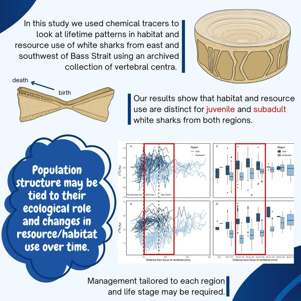 Infographic for the methods and results of a new white shark research paper