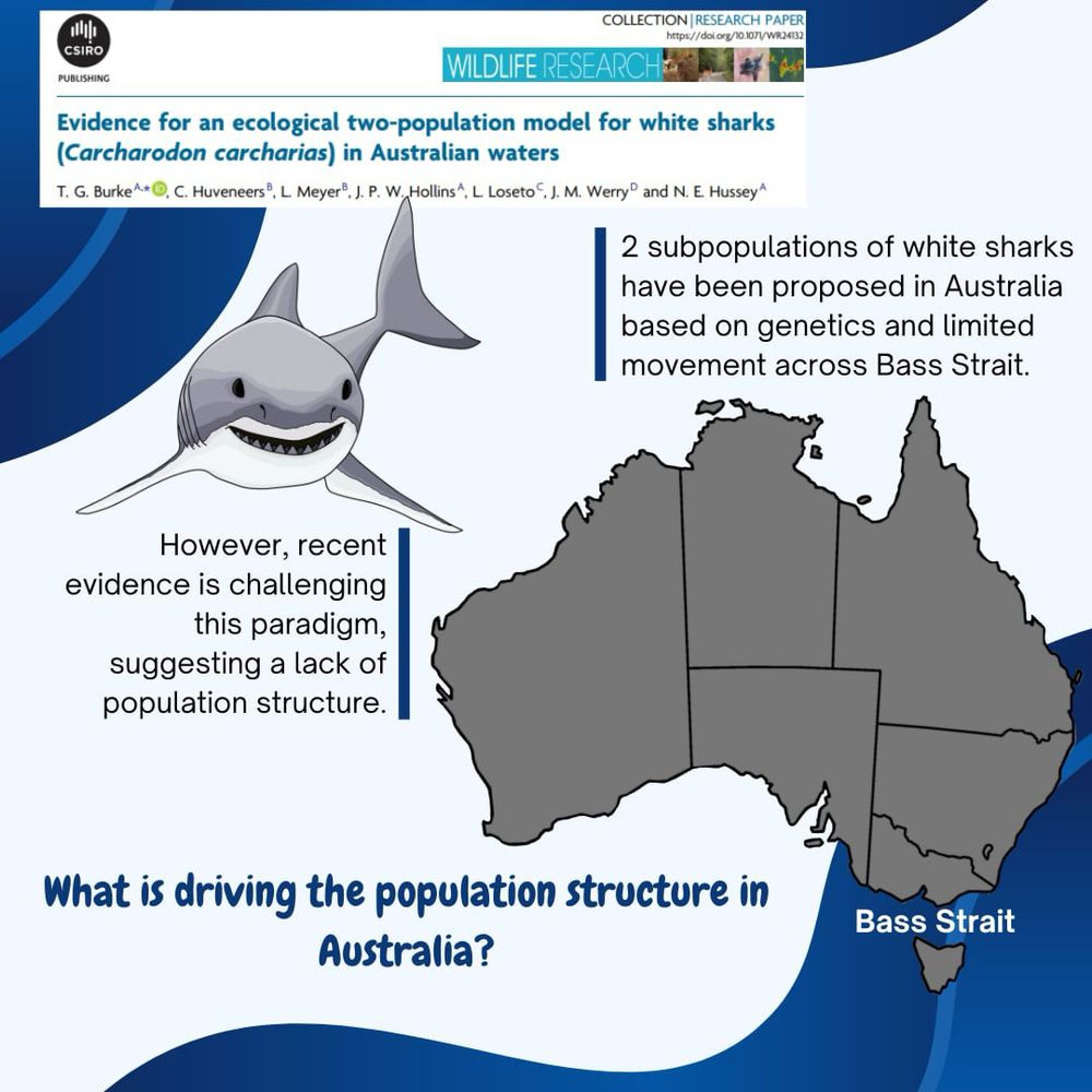 Infographic for introduction of a new white shark research paper