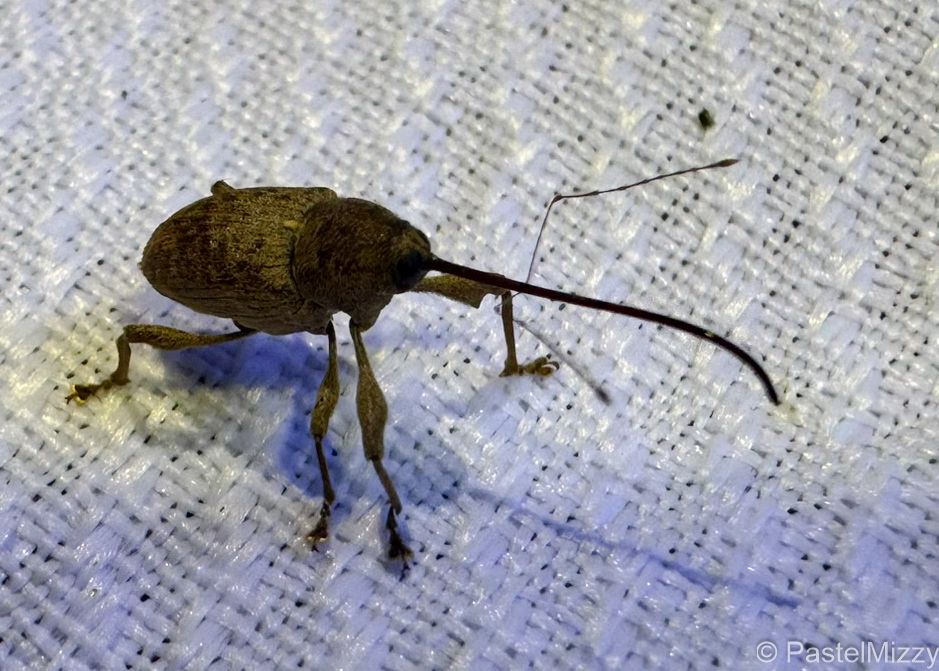 A photograph of an adult Acorn Weevil (Curculio glandium). It is a weevil approximately seven millemeters long excluding the nose, which by itself is as long as the body and resembles a long black straw. The nose also has two antennae coming off of it, which come up at a forty five degree angle and then bend again at another forty five degrees to point forward, resembling a very skinny and long pair of bulls horns. The weevils body itself resembles a long acorn, being a slightly mottled brown and darker on the head. It has two very round eyes at the front and its head is covered in very small brown hairs. It has six legs that give it a pretty high center of gravity for it's size. The front two pairs are closer together, facing forward, while the back pair support the rear of the creature and have more of a squat. The upper section of the legs are thicker near what you would consider the knees. The Acorn Weevil has almost comically large feet. In this particular photo the weevil is standing on a white sheet.