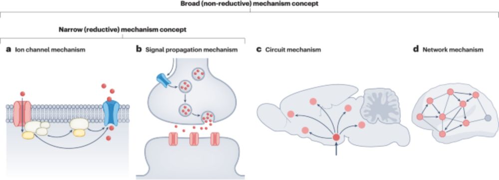 Causation in neuroscience: keeping mechanism meaningful - Nature Reviews Neuroscience