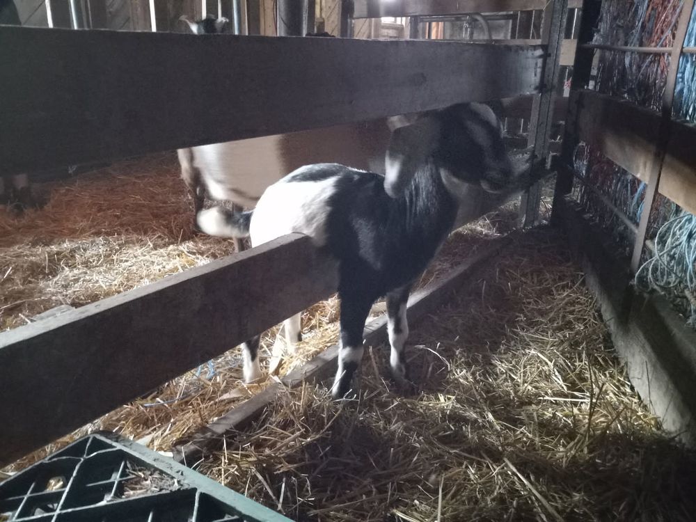 A black and white goat, with his front legs on one side of a wooden bar, and his back legs on the other side, thoroughly stuck.  He's inside a barn with a gate nearby and straw on the floor.  He looks a little annoyed that he's stuck.