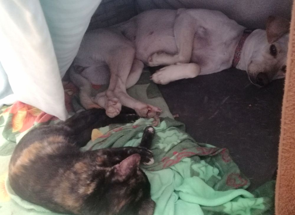 a small tortoise colored kitten sleeps paw to paw with a medium sized Yellow dog on the dogs green blanket in the dogs house 