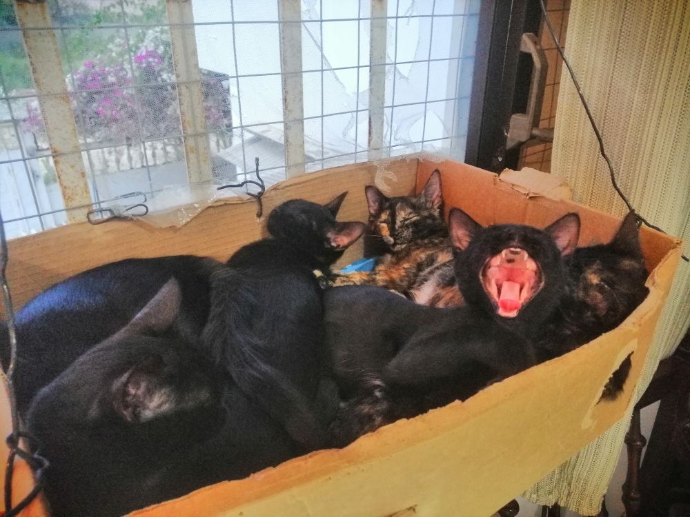 a box of black kittens with one of them yawning very big