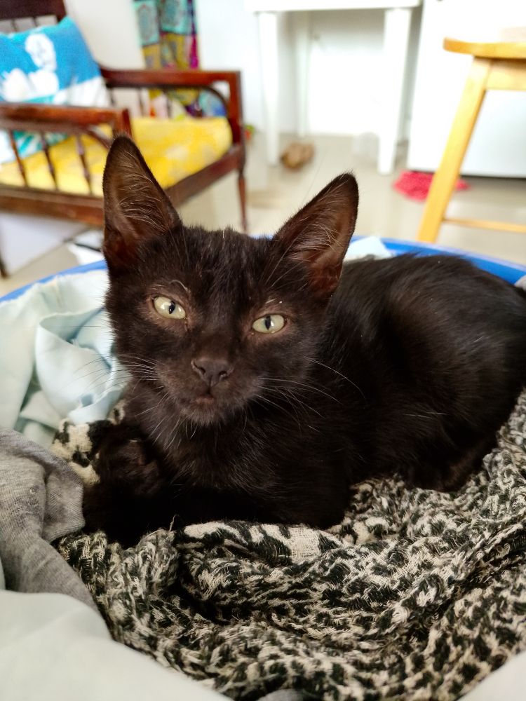 A small black cat named Romeo lies curled up in a blue plastic bin that has been stuffed with scarves and soft cloths. His foster mom put him in the bin so that she can carry him around with her since he will try to follow her if she doesnt.  Unseen is the hot water bottle underneath that is keeping him toasty warm. 