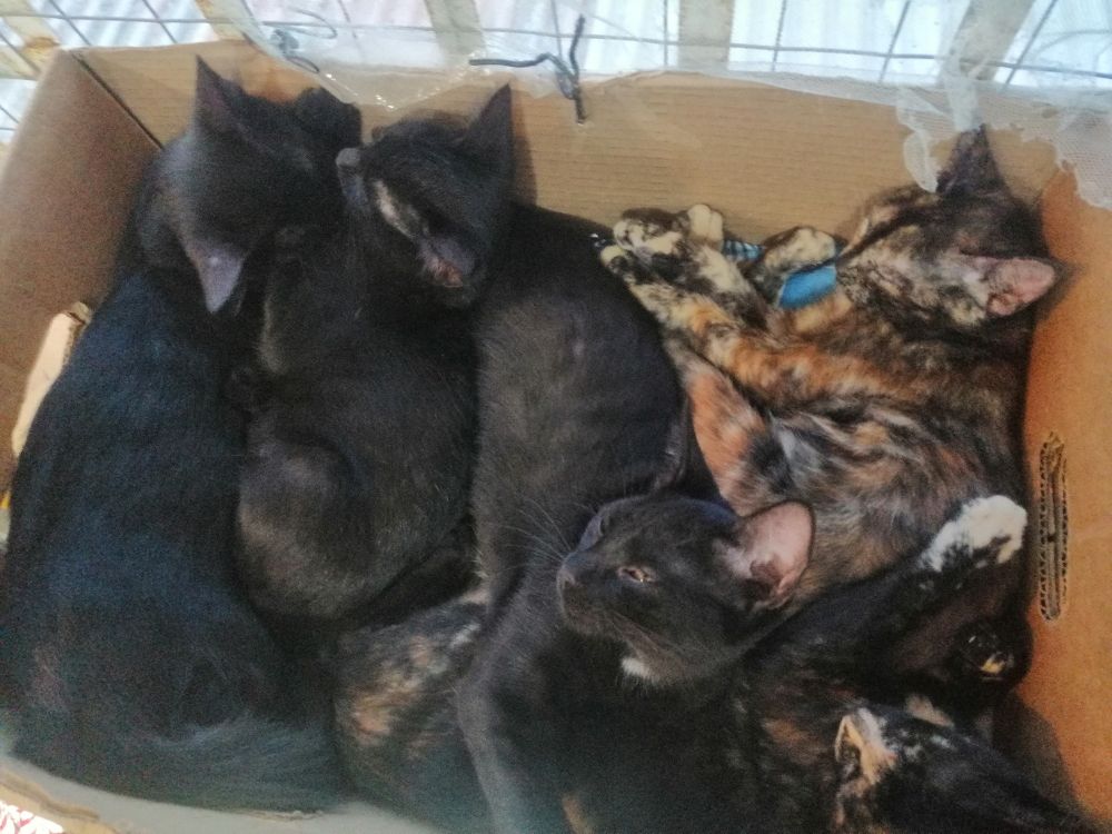 a cardboard box filled with sleeping black kittens