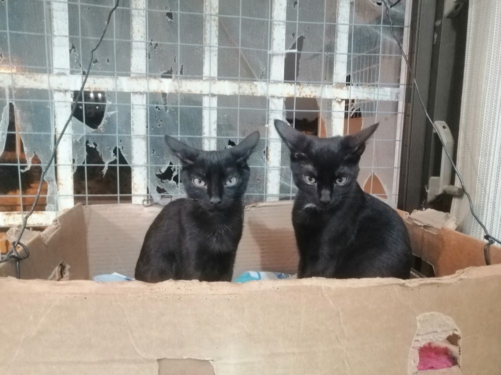 two black kittens sit in a cardboard box in a window and look like they are unhappy with their ears laid back and down in response to their nap being disturbed by local fireworks 