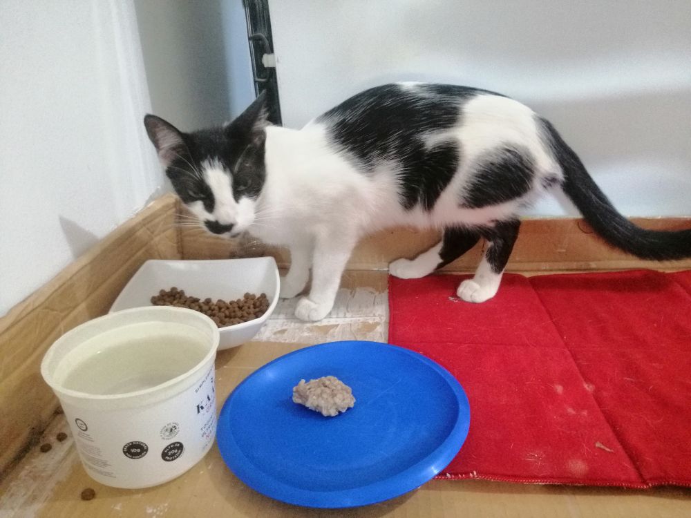 a small Amazonian Cow cat named Vaquita crouches on a makeshift table to eat her kibble away from the annoying kittens not seen below