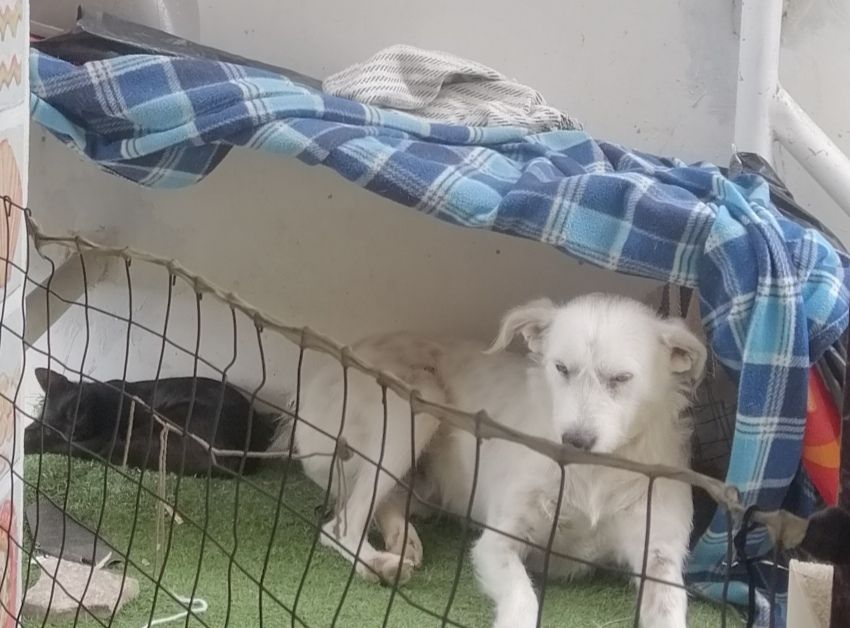 a small black kitten sleeps next to a big hairy white dog in the dogs housr
