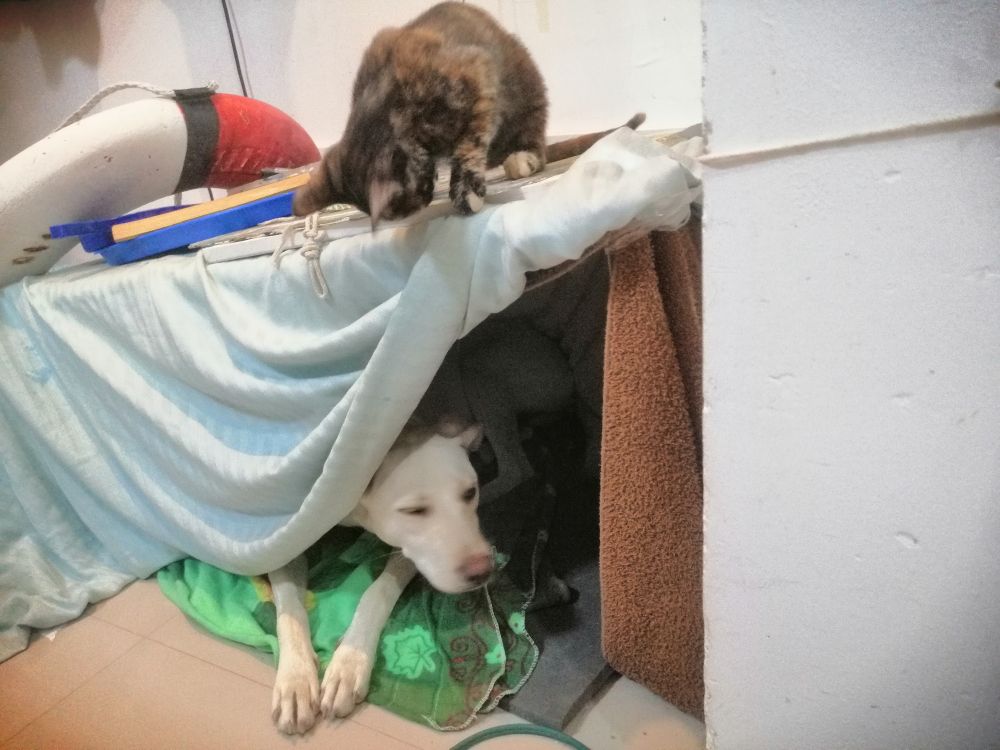 little kitten Juliet is seen perched on top of the house of the yellow dog named Daisy who has her eyes closed in anticipation of a small paw swat to the head 