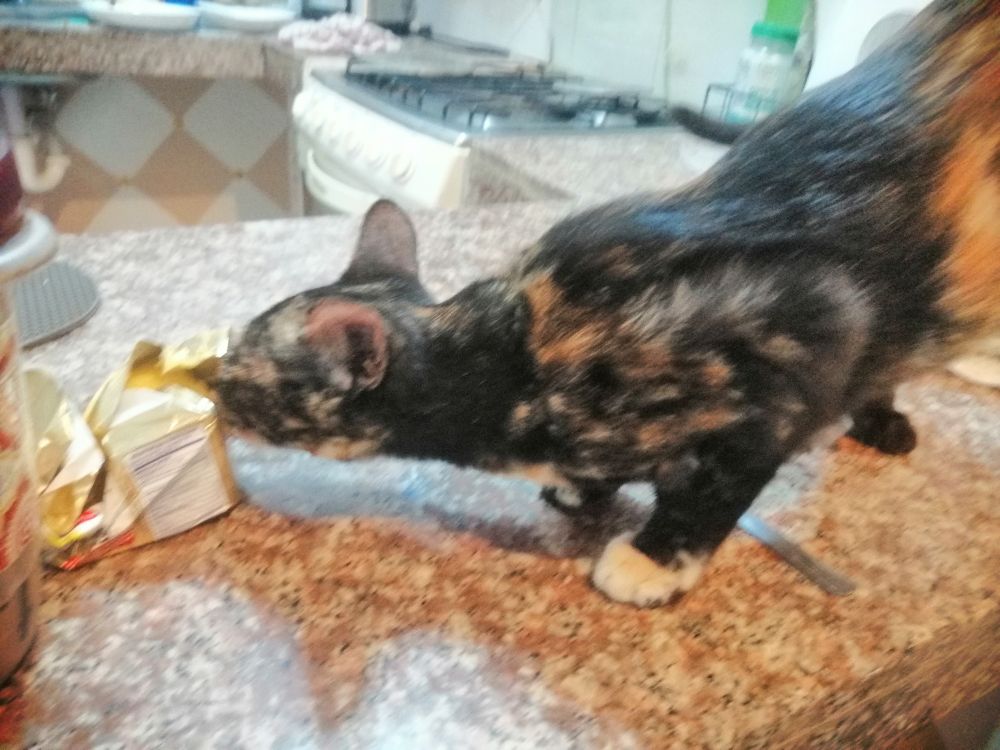 little kitten Lucí sticks out her neck and licks the side of a stick of butter sitting on the brown marble kitchen counter 