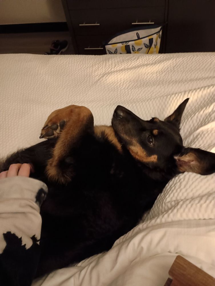 Black and tan shepherd mix laying on her back on a hotel bed getting chest scratches. Her ridiculous floppy ears have flopped up