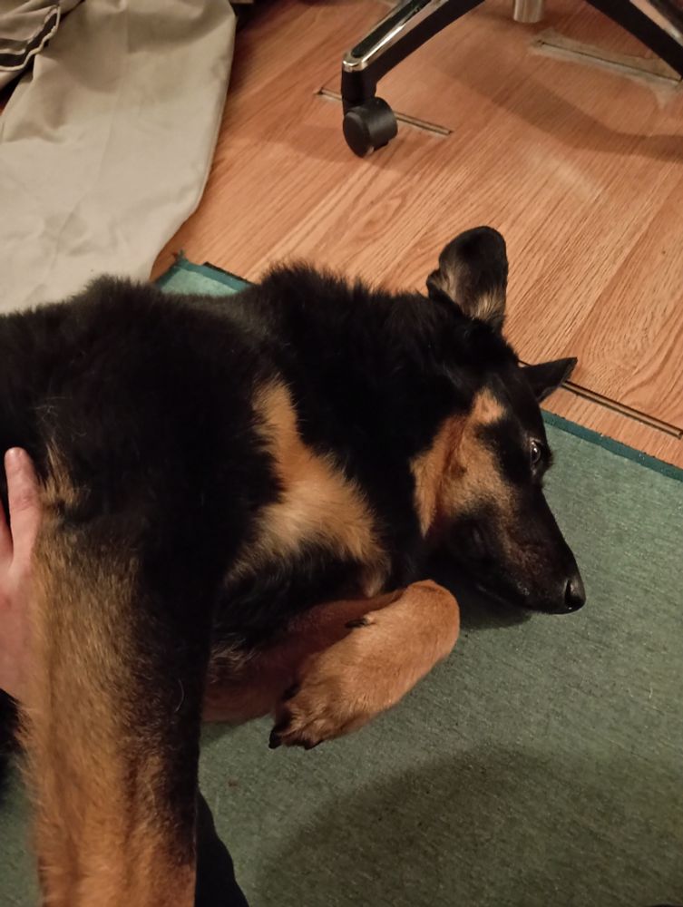 My black and tan shepherd mix dog on the floor getting chest rubs, with one of her front legs resting on my arm (which she insists on doing when you pet her, and will in fact find somewhere else to put a paw on you if you move your arm)