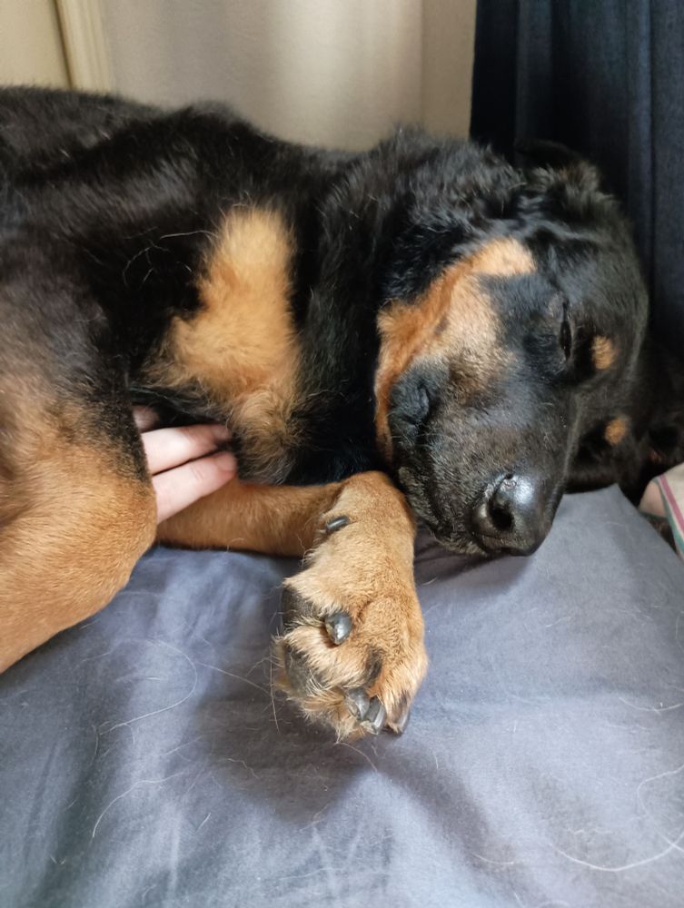 Black and tan Shepherd mix laying on a bed with blue sheets (covered in dog hair.) Her front legs are wrapped around my fingers as I scratch her chest. She looks very relaxed because she is