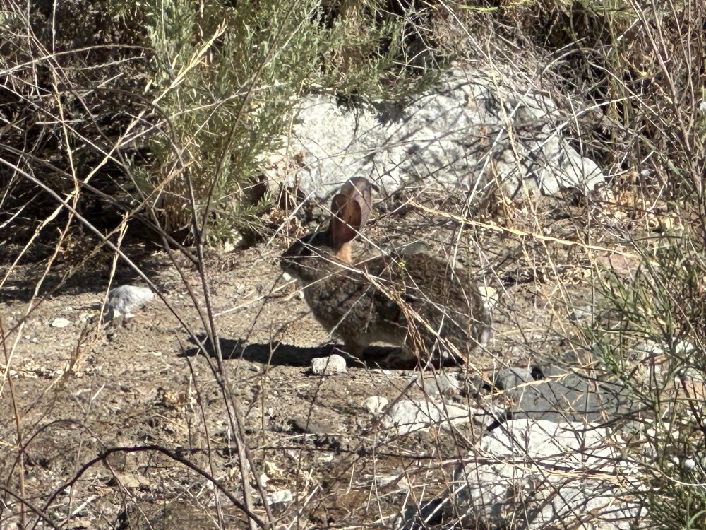 A bunny seen through some brush
