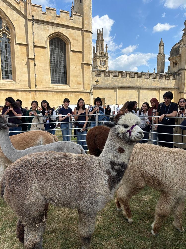 A group of students stand smiling behind a pen of alpacas.