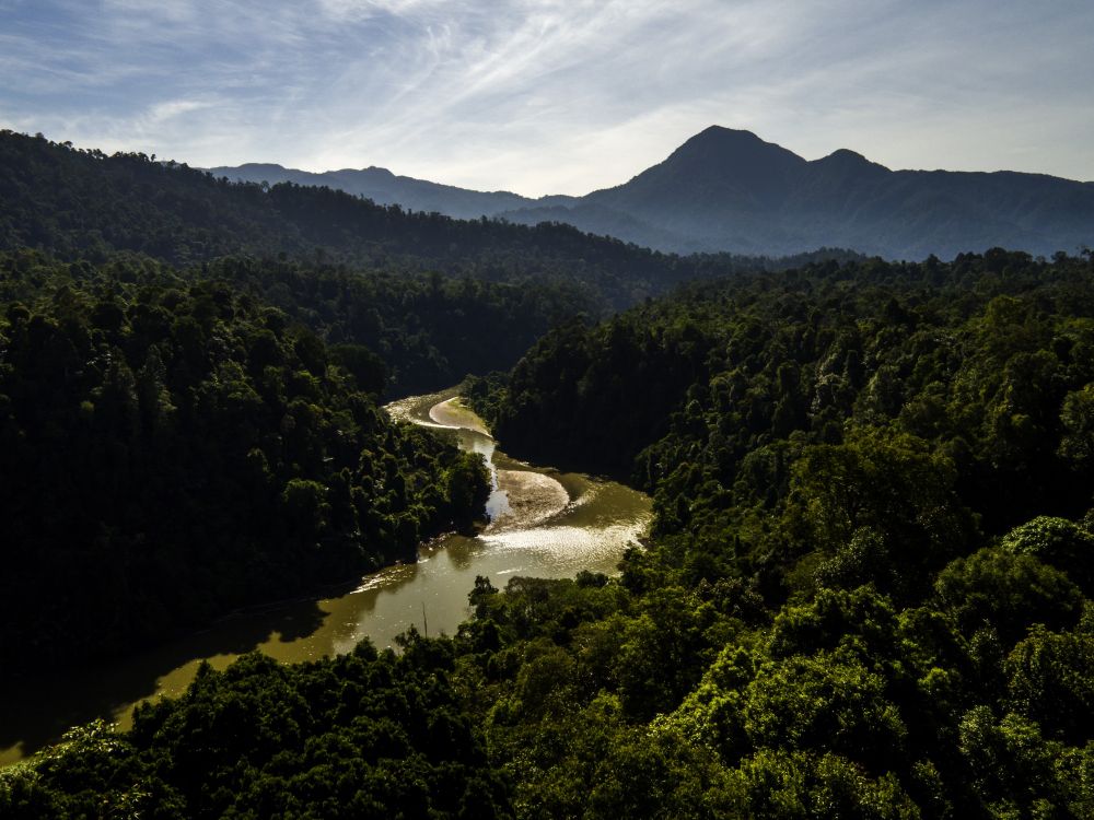 Aerial shot of a forest and a river flowing through, with hills in the background. Image credit: Paul Hilton.