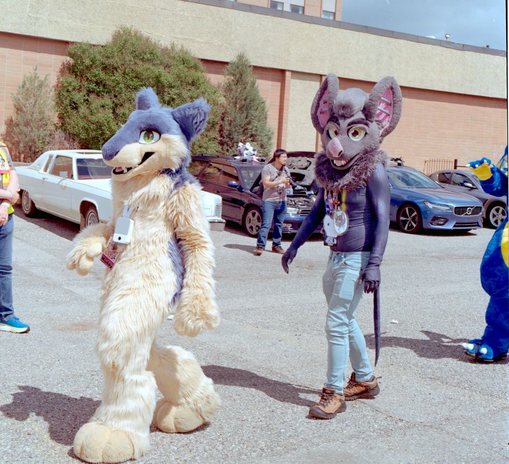 Film photograph taken on Kodak Gold 200 Pro in 120 format on a Hasselblad 500C. Photo is of a group of two fursuiters (Muddy and Ty) walking in the fursuit parade in the back parking lot of the Glenmore Inn and Convention Center. The weather was partly cloudy and was avoiding raining at the moment with the sun shining through.