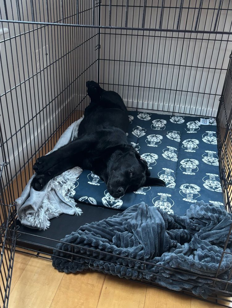 A black lab laying on his side in his crate with his eyes open