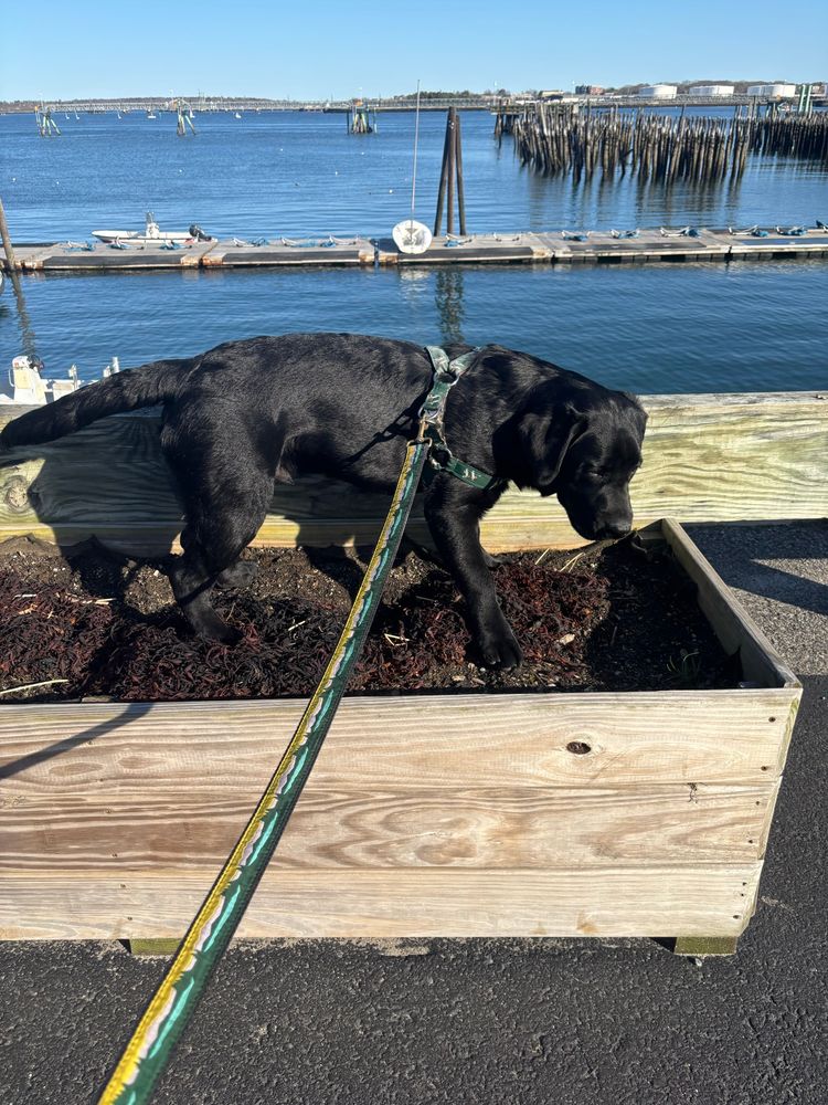 A black lab standing in a raised planter that he’s jumped up onto