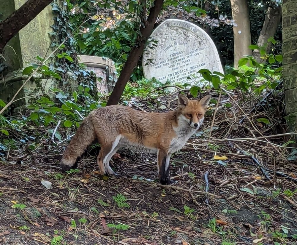 Fox in front of gravestone in Highgate cemetery 