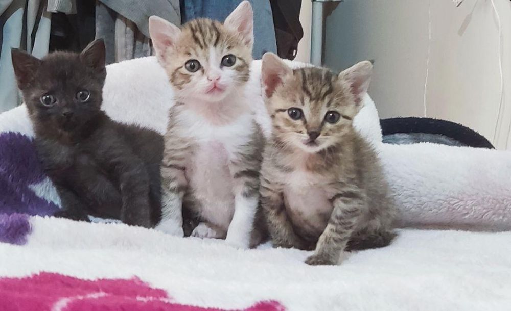3 kittens