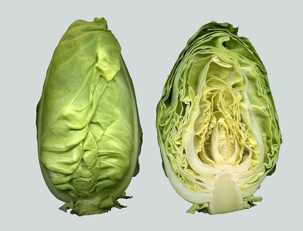 ein spitzenkopf (brassica oleracea)