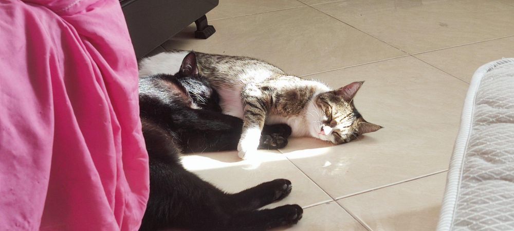 2 of the kittens, grown up and napping on the floor, in a beam of sunlight