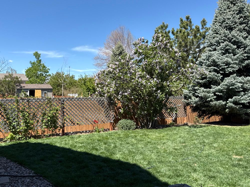 Picture of backyard with new trellis 