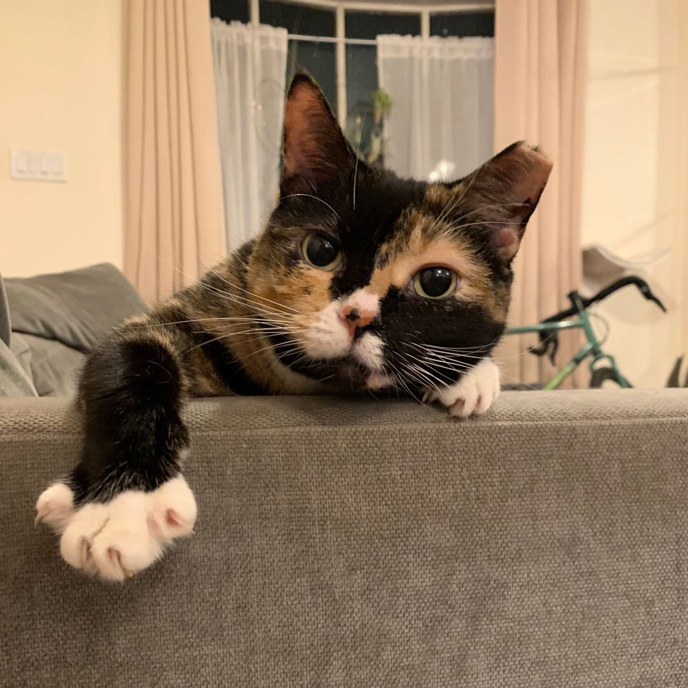 Baby, the calico cat, hanging off the side of the couch, one paw stretched out.