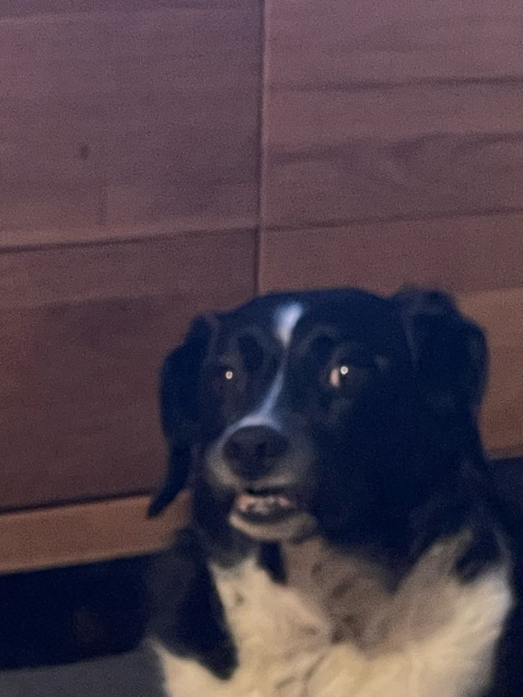 A black and white dog bares its teeth
