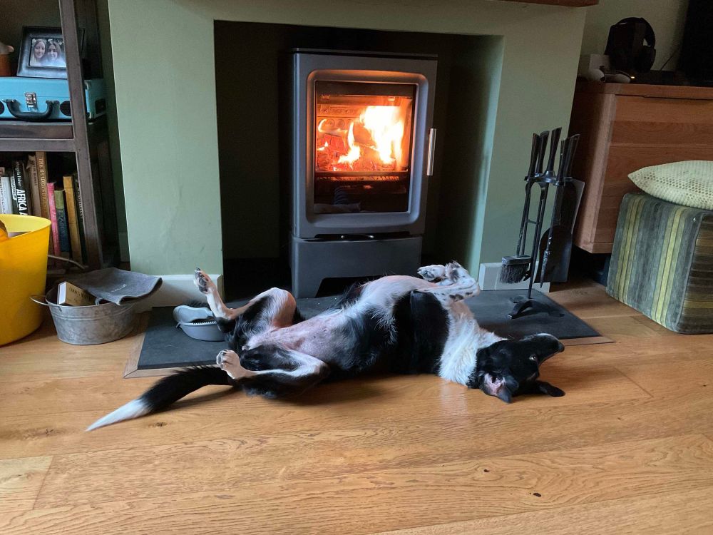 A black and white Collie Springer Cross dog lies on her back in front of a log fire