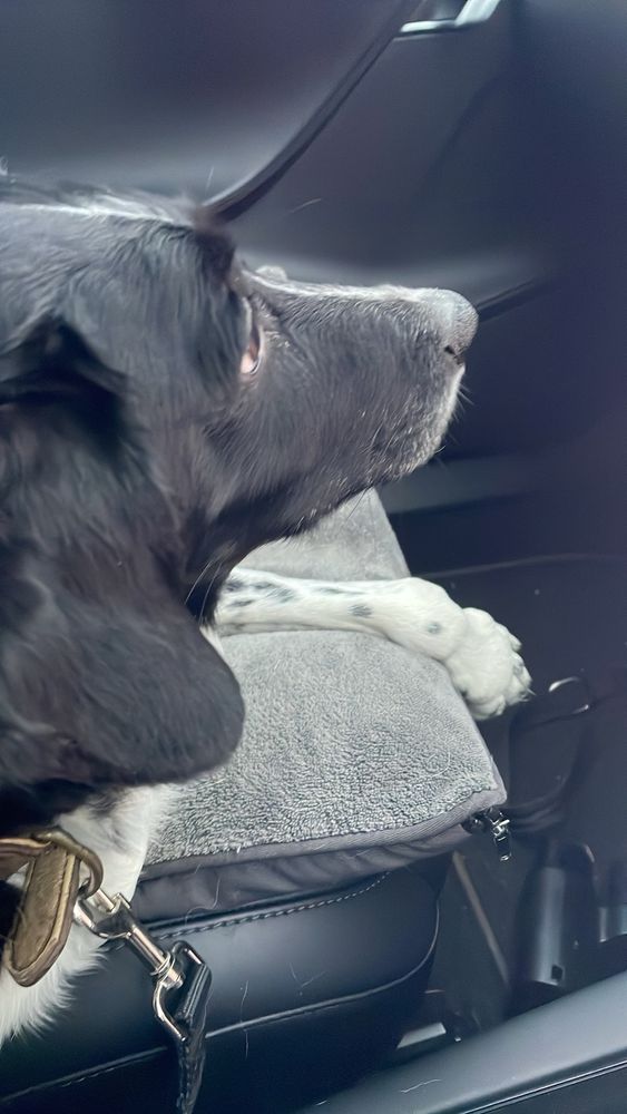 Black and white dog sits staring out of a window whilst sitting in front seat of a car