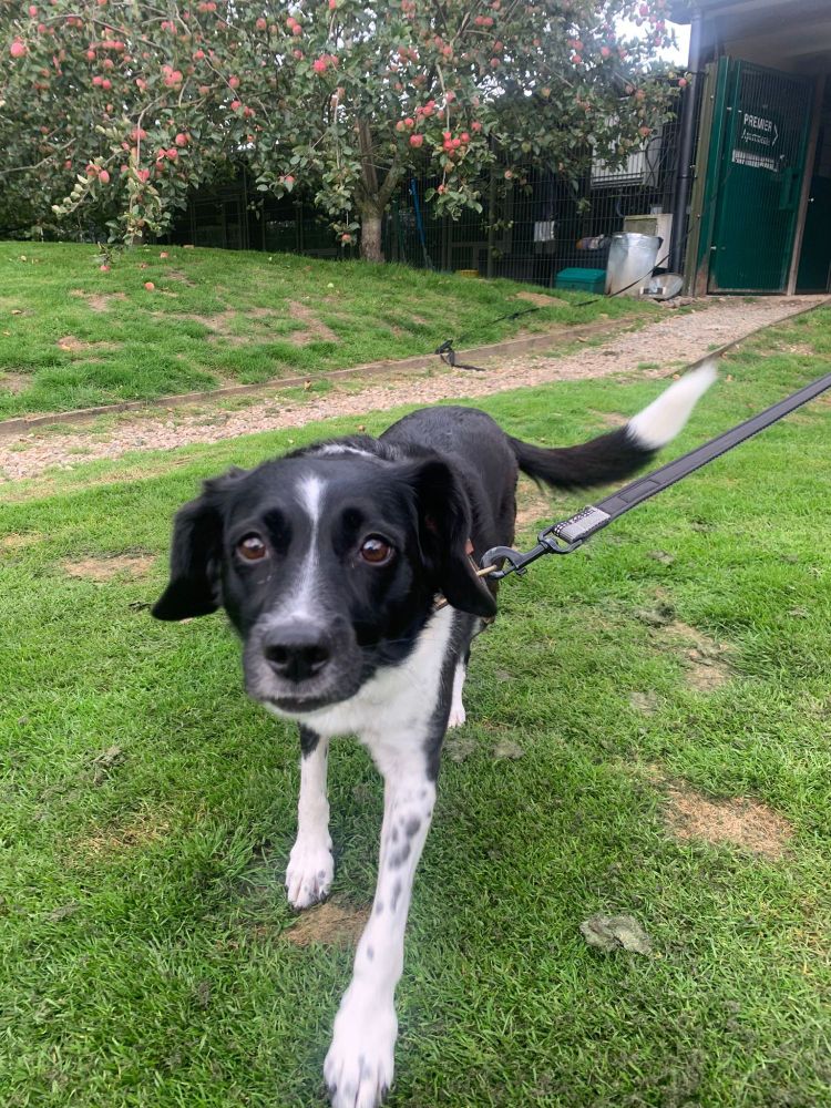 A black and white dog on a lead looks at the camera