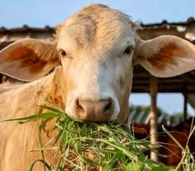 The image is a photo of a cow eating grass.