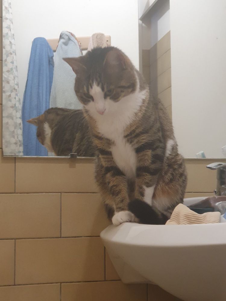 Une photo de mon chat, Hestia