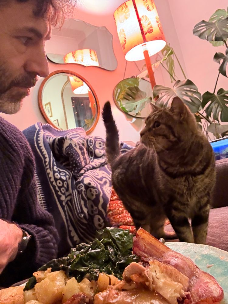 A cat looks pleadingly at me, with a roast dinner in the foreground