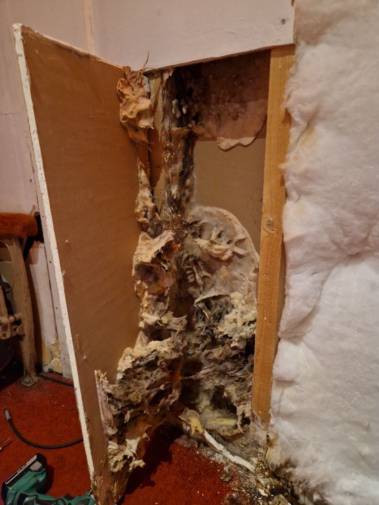 A bit of plasterboard peeled back to reveal an expanse of mould, filling the gap in the stud wall. A textbook example of how inappropriate materials in period houses can propogate that most dreaded of things - dry rot