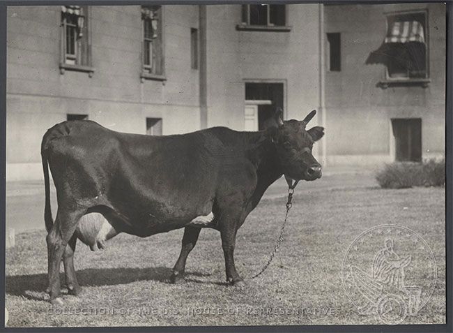 A black-and-white photograph of a cow standing in the Cannon Building courtyard