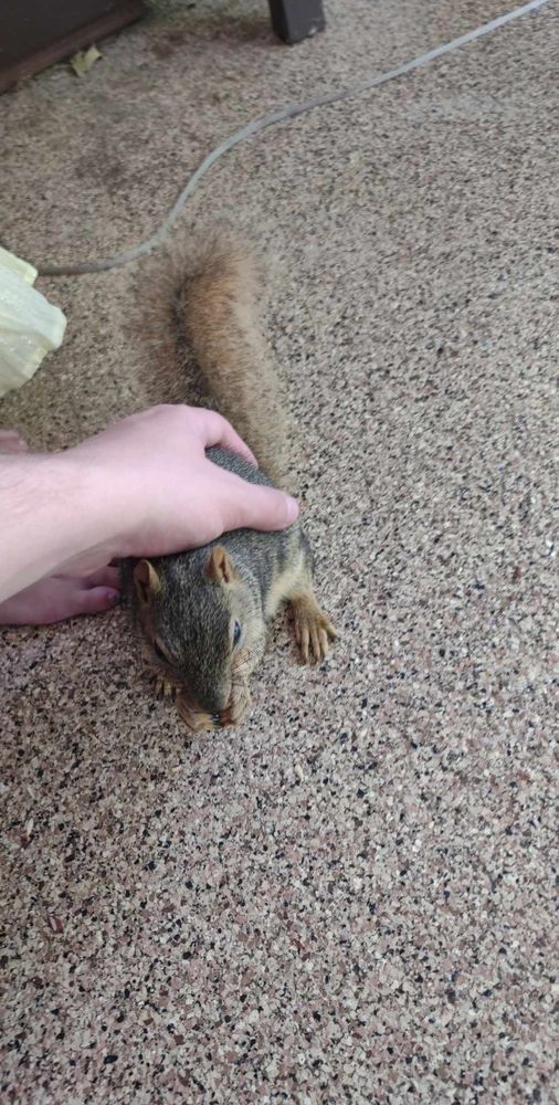 Photograph of a really cool dude in bluejeans and a tank-top petting a squirrel 